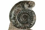 Free-Standing Fossil Ammonite (Hammatoceras) Pair - France #227342-2